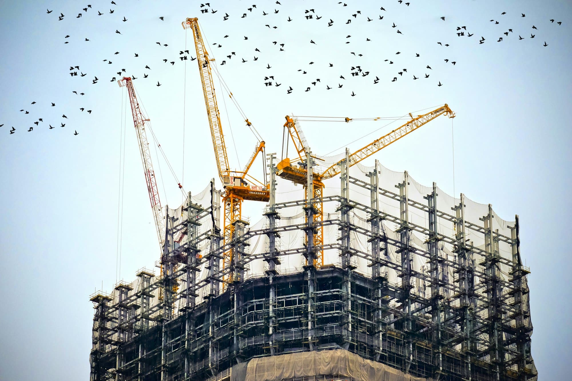 Tower cranes above a steel-framed building with flocks of birds overhead